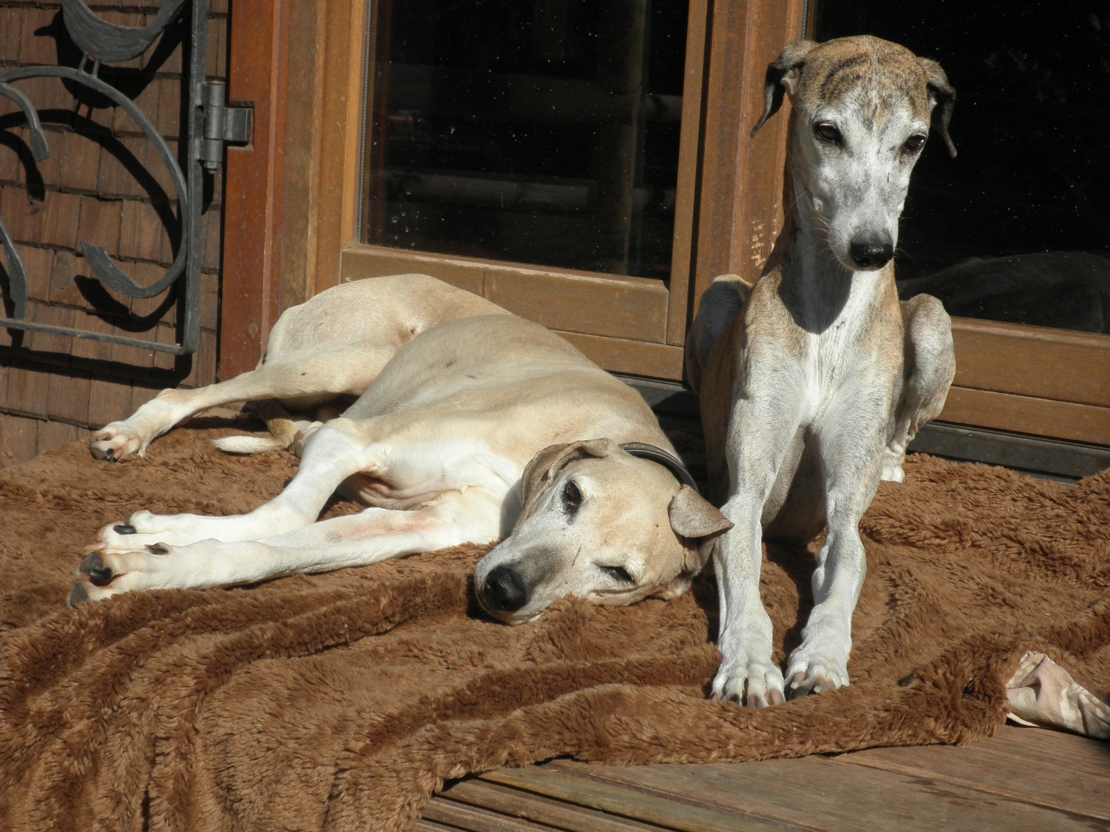 Zwei Azawakhs suchen